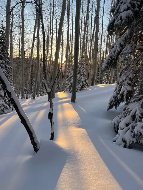 Winter woods above the lodge