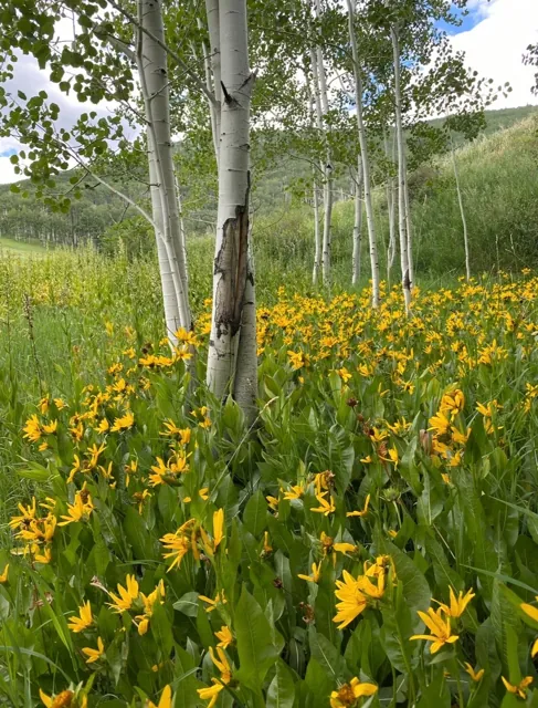 Wildflowers on the property